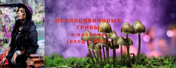 прущие грибы Медногорск